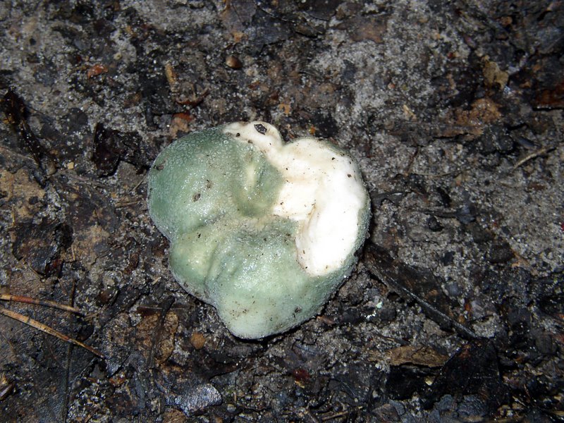 Russule verdoyante   Russula virescens